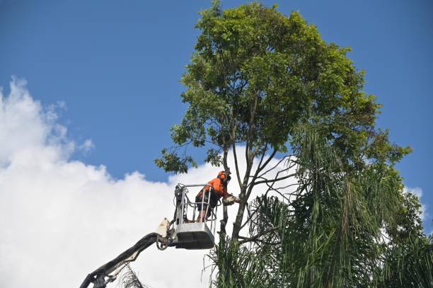 Best Pest Control for Lawns  in Oak Grove, SC