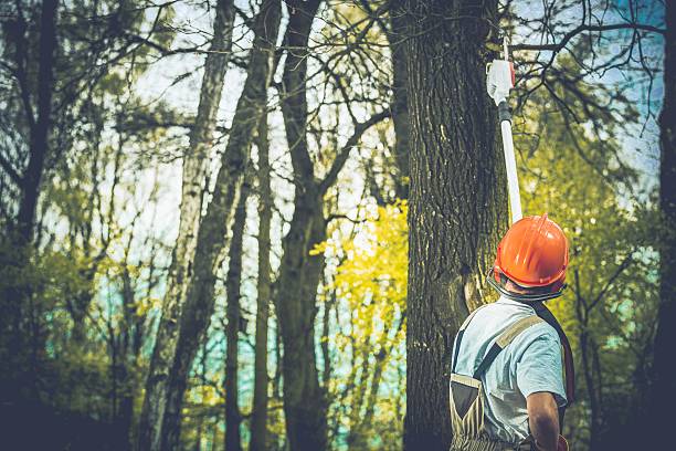 Best Fruit Tree Pruning  in Oak Grove, SC
