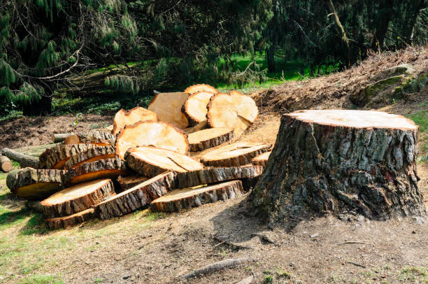 Best Tree Removal  in Oak Grove, SC